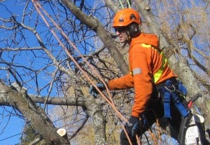 certified-arborist