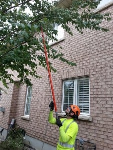 tree pruning