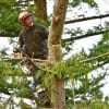 Tree Branch Removal