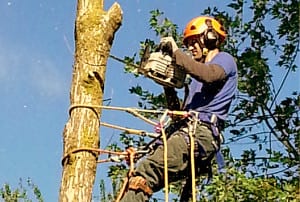 Hudson Tree Services Certified Arborist