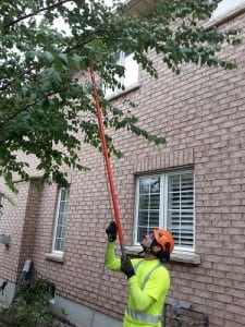 Local Tree Services