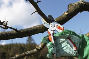 Tree Pruning, Etobicoke, ON