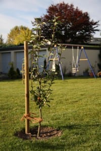 Tree Planting