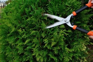 Shrub Pruning company