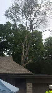 Repairing Storm Damaged Trees