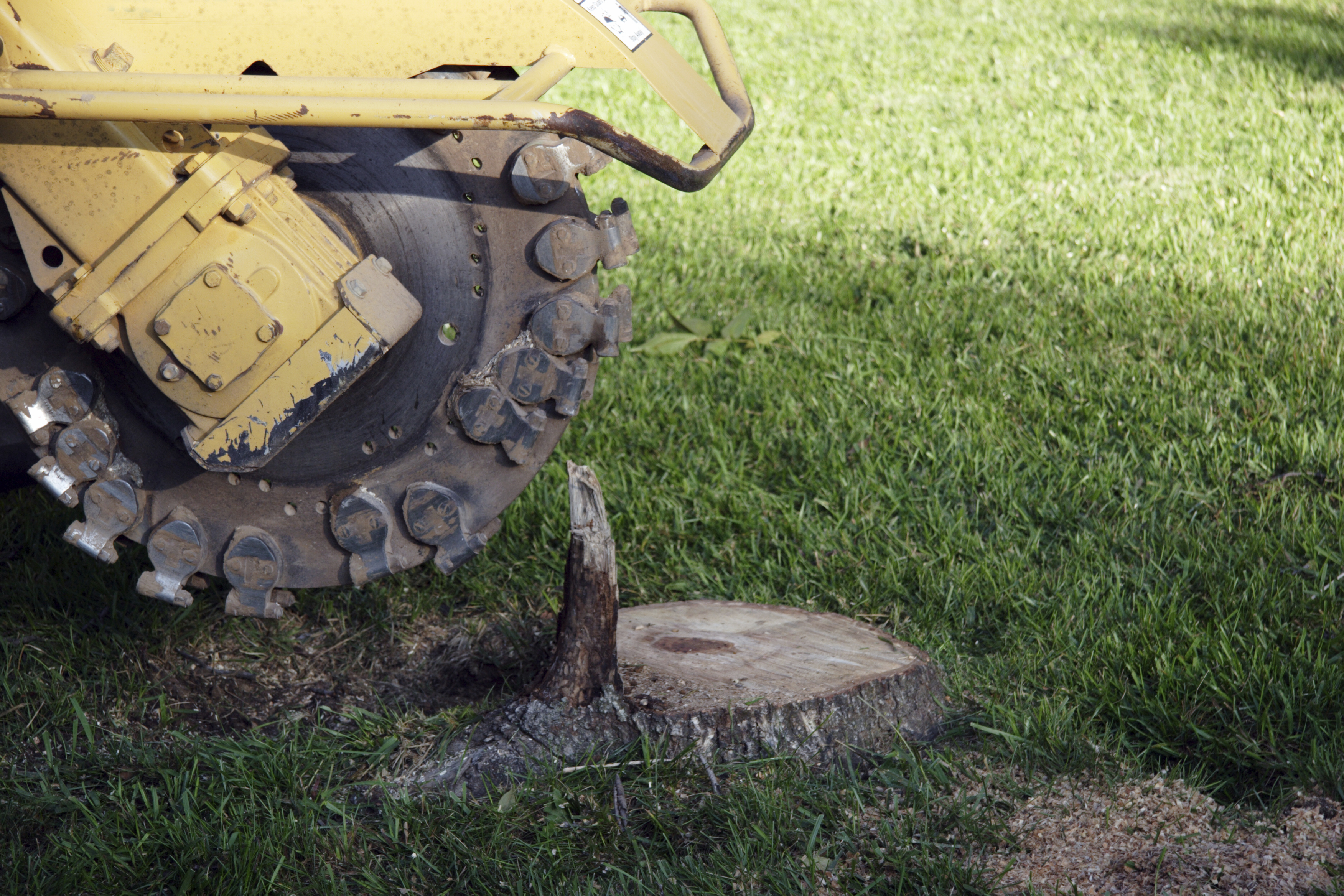 Tree stump grinding in Toronto, ON