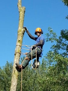 Hire an Arborist