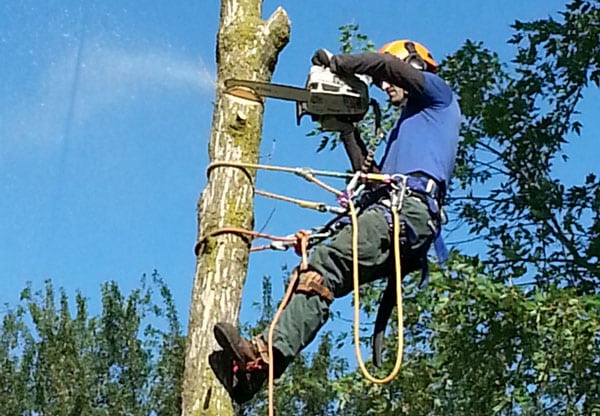 Arborist doing tree removal