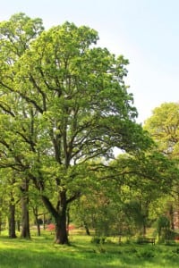 Tree Restoration in Oakville, Ontario