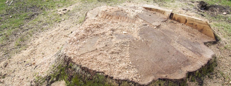 Storm Damage Cleanup in Toronto, Ontario