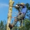 Certified Arborist in Scarborough, Ontario