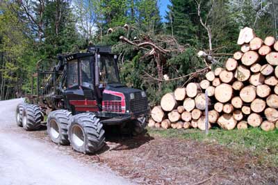 Local Tree Services in Hamilton, Ontario