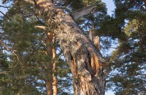 Tree Diseases in Burlington, Ontario