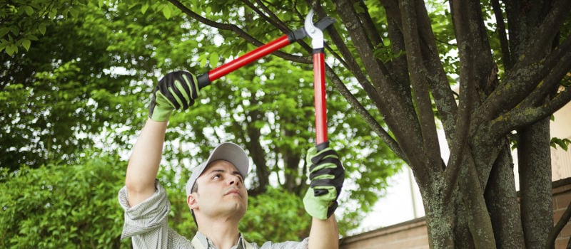 Shrub Pruning in Hamilton, Ontario