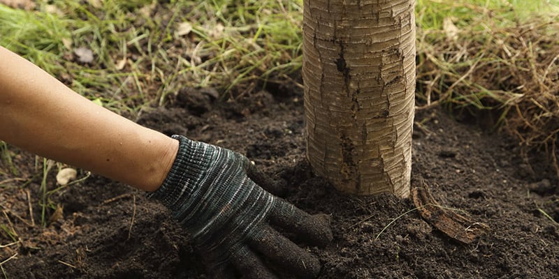 Tree Planting in Mississauga, Ontario