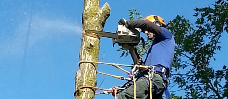 Certified Arborist in Mississauga, Ontario