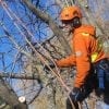 Arborist Reports