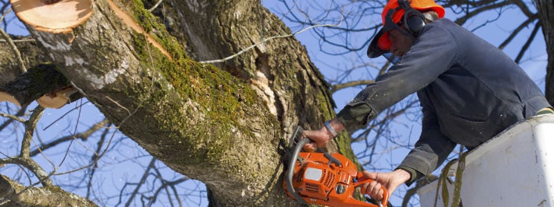 Tree Damage Removal in Mississauga, Ontario
