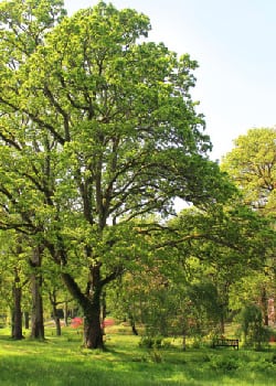 Tree Restoration in Mississauga, Ontario