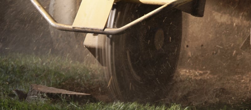 Tree Stump Grinding in Mississauga, Ontario