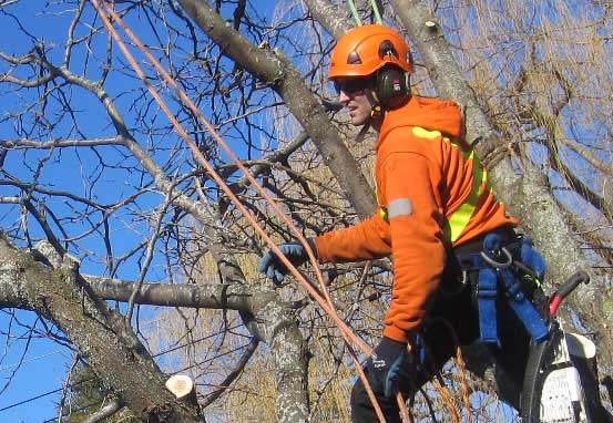 Hudson Tree Services