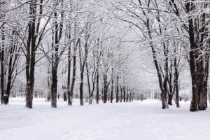 Winter tree care