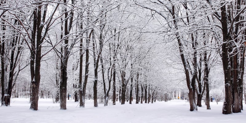 Winter tree care