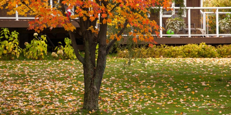 protect your tree from winter conditions