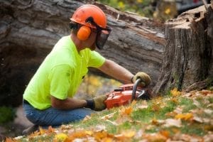 Need Help With Your Trees? Let a Skilled Arborist Handle the Job