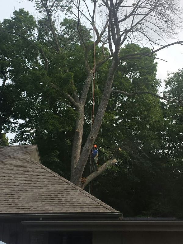 a man climbing tree with safety devices