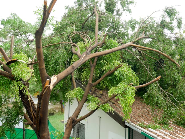 Storm damage tree care is where an experienced arborist will come to your property and assess the damage