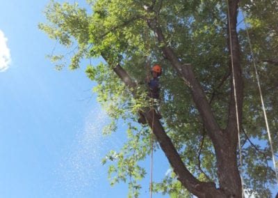 Man at the top of the tree