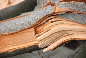 A tree risk assessment is great before winter sets in