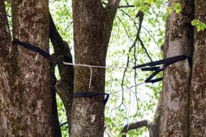 can benefit from tree bracing