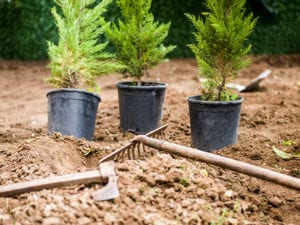 look for a good spot for your tree planting