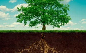 Deep root fertilizing can be very beneficial to your trees.