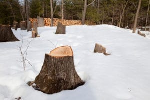 a professional arborist come for stump grinding services