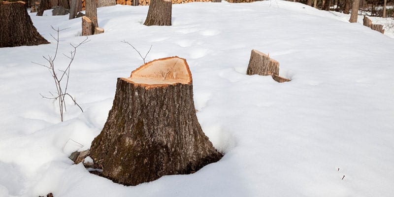 a professional arborist come for stump grinding services