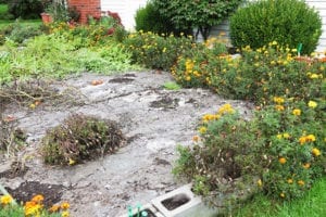 good idea to have a professional come for shrub removal