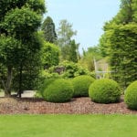 Shrub Hedging