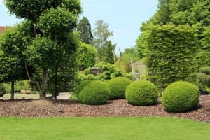 Shrub Hedging