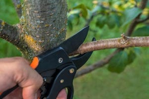 Tree PruningA Beginner’s Guide to Tree Pruning