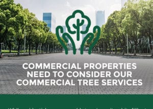 Commercial Properties Need to Consider Our Commercial Tree Services [infographic]