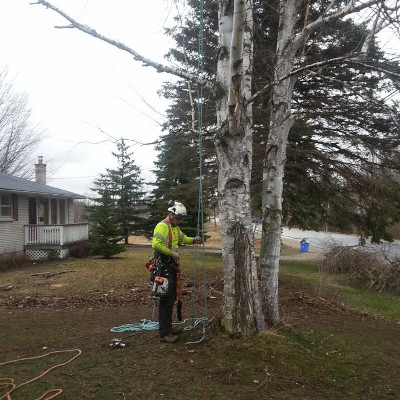 Tree Removal in Toronto
