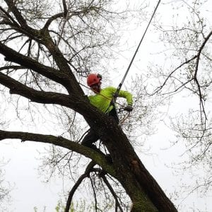 tree damage removal process