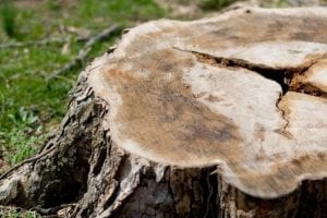 Signs You Are in Need of Tree Removal