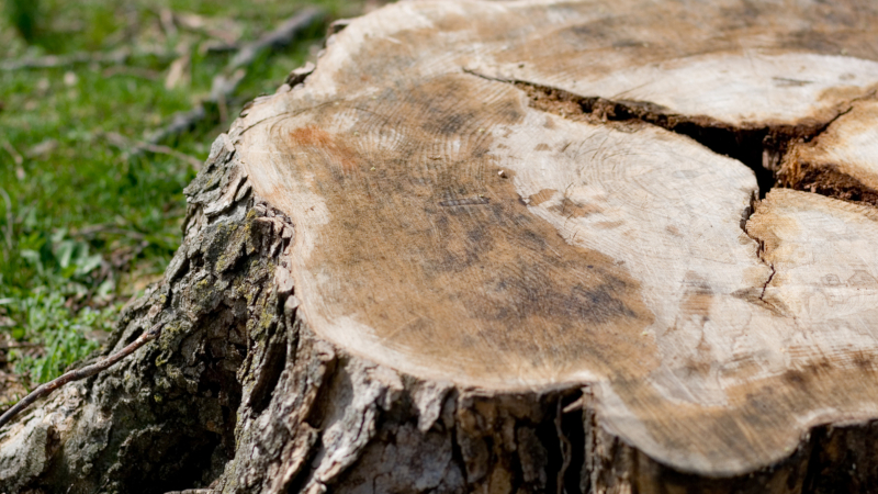 Signs You Are in Need of Tree Removal