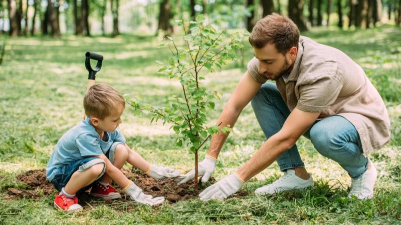 Everything You Need to Know About Tree Planting