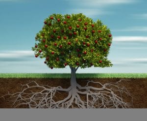 Everything You Need to Know About Deep Root Fertilization