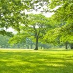 Tree Hedging